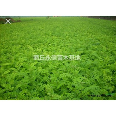 紫穗槐，刺槐小苗