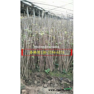 2年连翘苗（地径0.4公分+0.5公分+高度1米连翘苗）价格