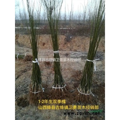 连翘种植前景=连翘种植经济效益=连翘苗一亩地种植多少棵