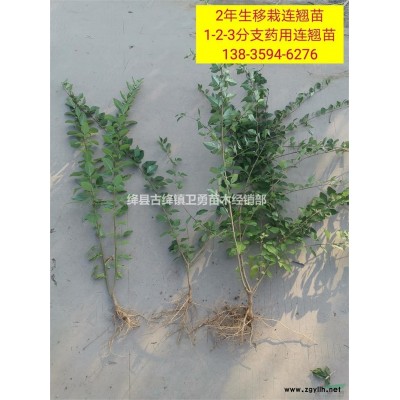 大量出售连翘苗（1年2年连翘苗）0.3公分0.5公分连翘苗