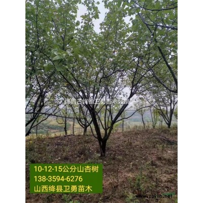 一年生连翘苗价格多少钱一棵？30公分40公分50公分连翘苗