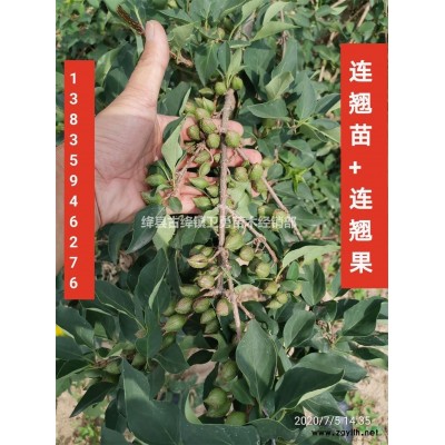 山西出售500万株连翘苗//连翘苗求购+采购+基地价格