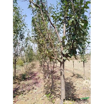 两年连翘苗价格？丛生连翘？连翘苗种植技术与方法？连翘苗图片？