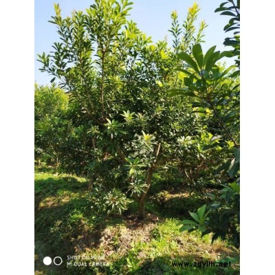 浙江六公分杨梅树批发/供应 基地直供 价格实惠