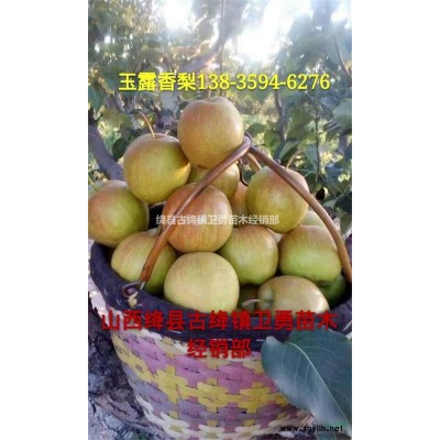 药用连翘苗几年结果？3年生结果药用连价格