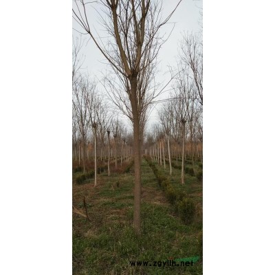 河南地区供应10_15公分国槐量大，质量好，价格便宜