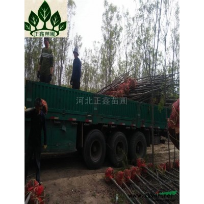 复叶槭价值 金叶复叶槭信息介绍