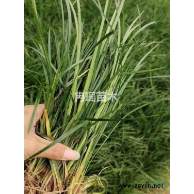 大量麦冬，麦冬草，玉龙草，中叶麦冬草，细叶麦冬草，