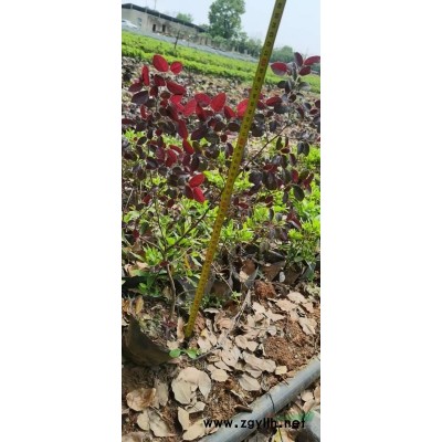 长期出售大杯色块杯苗