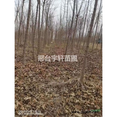 优质元宝枫2—5公分