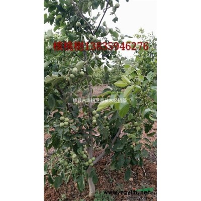 连翘苗种植几年结果+连翘树苗单株产量+连翘苗价格