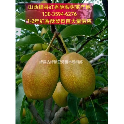 2年连翘苗+（结果+药用连翘苗）今年价格多少钱一棵？？