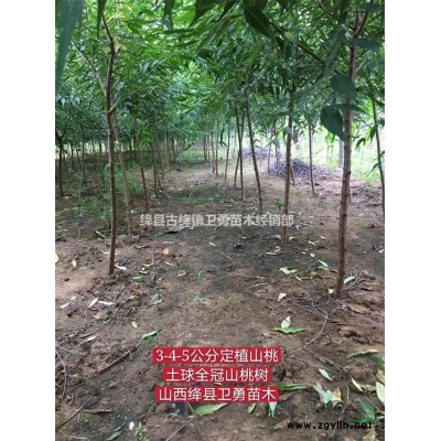 2年连翘苗价格 0.5/0.6/0.7公分连翘苗规格不同价格