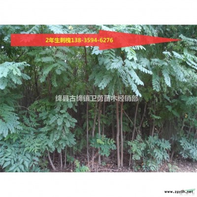 购买连翘苗 就到山西千亩药用连翘苗种植基地