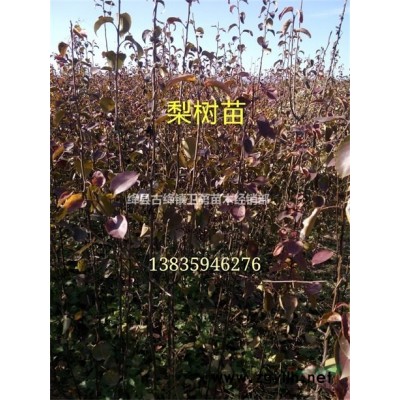 连翘苗产地 供应1年2年3年连翘苗 连翘苗价格低