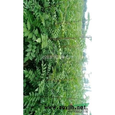 连翘苗，1年连翘苗价格？2年连翘苗价格？山西千亩连翘苗基地。