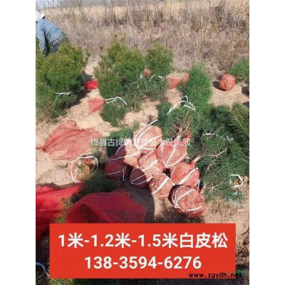 1年2年药用连翘苗 山西药用连翘苗专业种植合作社 药用连翘苗