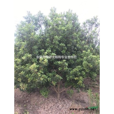 浙江余姚33公分杨梅树价格4.2元/株