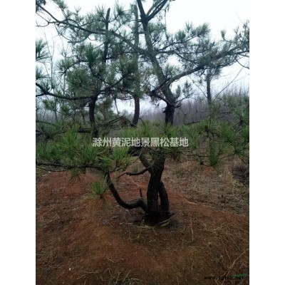 大量供应黑松地景毛坯！