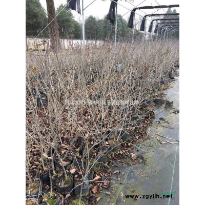 供应北美冬青2年生容器杯苗