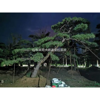 大量造型松供应，山东莱芜常年供应造型黑松造型油松造型松