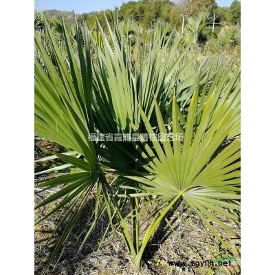 思凌箬棕（箬棕属杂交种）