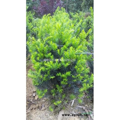 正宗曼地亚红豆杉树功盆栽盆景大型植物阳台带果一公一母带果发货