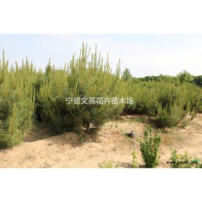 油松H2-3.5，地径7-12公分。