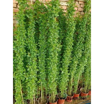 红花蔷薇大量批发出售