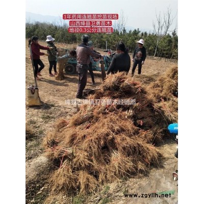 连翘苗!!大量求购+批发+销售药用连翘苗1-2-3年生