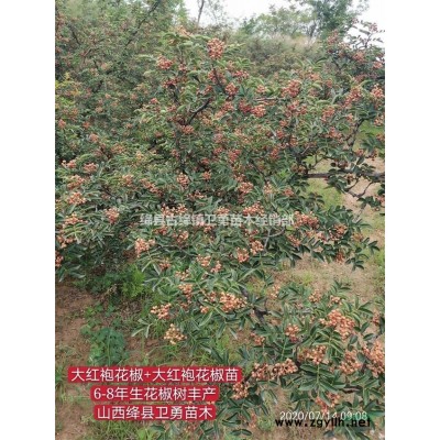 连翘苗产地价格===大果连翘苗+高产连翘苗+结果连翘苗