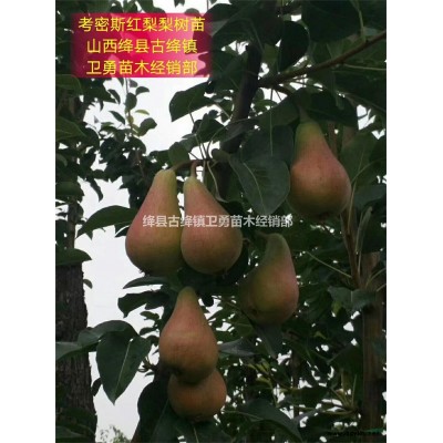 山西药用连翘苗种植厂家 结果连翘苗采购基地