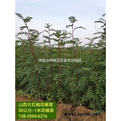 连翘苗适合哪些地区种植 +几年结果收益+种植前景如何