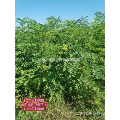 连翘苗一亩地种植100棵 适宜山区丘陵平原地区种植