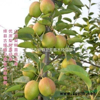 山西1年生2年生3年生连翘苗报价0.4厘米粗1米高连翘苗报价