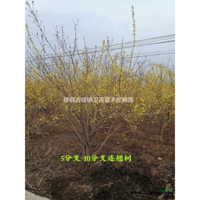 连翘苗产地--50公分60公分70公分连翘苗产地-山西