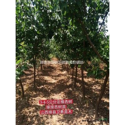 河南连翘苗种植基地 河南连翘苗价格 河南连翘苗批发