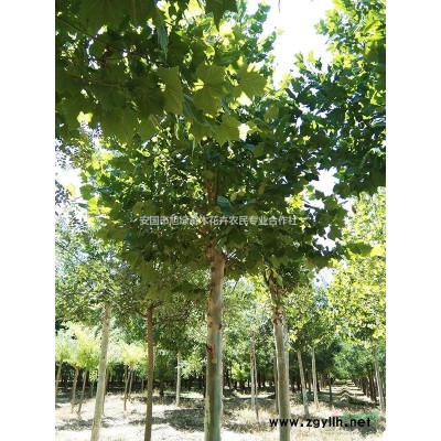 苗木批发 绿化金丝垂柳  青皮垂柳  9公分金丝垂柳、10公分金丝垂柳