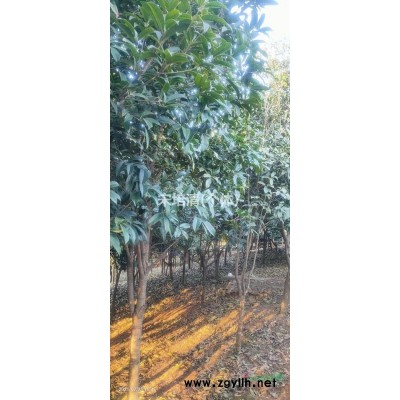 安徽江苏地区供应15公分桂花树