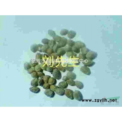 花棒种子采收、加工、贮藏方法，花棒种子购买、辩别及播种方法