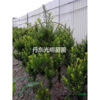日本短叶紫杉7年生播种苗300元每株