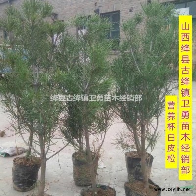 连翘苗种植盛果期单株产量+1年2年连翘苗产地规格价格