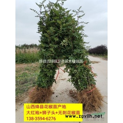 2年连翘苗规格++产地++价格？？