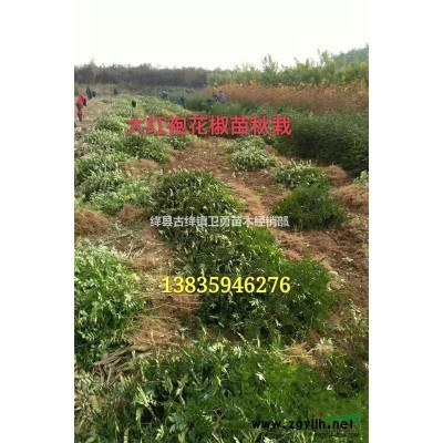 连翘苗价格行情 //山西1年2年3年连翘苗产地价格