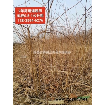 连翘苗移栽时间 =药用连翘苗 =1-2-3头连翘苗价格