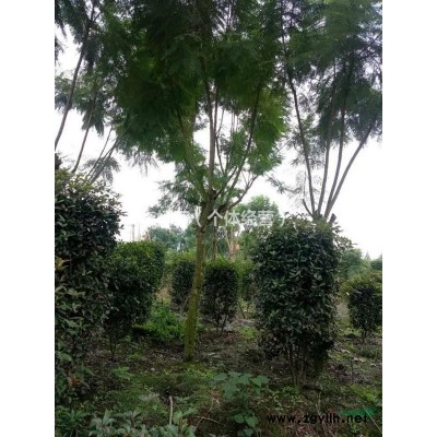 哪里有卖金叶连翘.成都金叶连翘价格.16杯金叶连翘大量出售