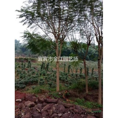 四川宜宾金江竹子批发，班竹，水竹，苦竹，黄竹，绵竹。楠竹