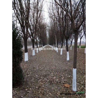 连翘苗1亩地种植多少棵？2年连翘苗价格？连翘苗的种植与管理？