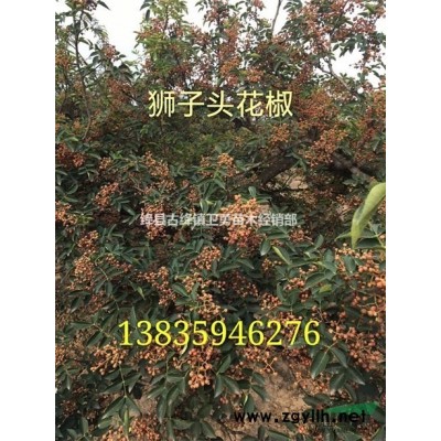 连翘苗种植经济效益？ 2年连翘苗哪里有卖？
