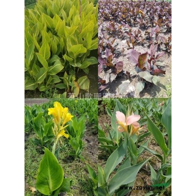 六道木水果蓝亮绿忍冬银姬小蜡金姬小蜡